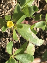 Portulaca oleracea