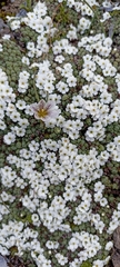 Androsace delavayi