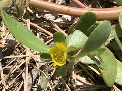 Portulaca oleracea