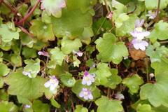 Cymbalaria muralis