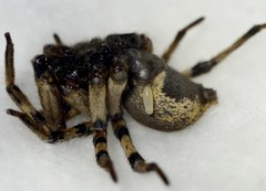 Cryptocheilus octomaculatus