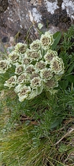 Hymenidium brunonis