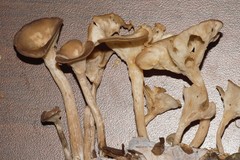 Singerocybe