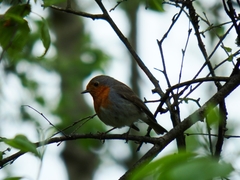 Erithacus rubecula
