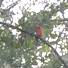 Cardinalis cardinalis