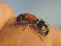 Ronisia brutia