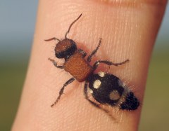 Ronisia brutia