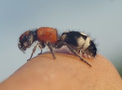 Ronisia brutia