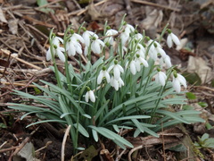 Galanthus nivalis