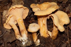 Cantharellus velutinus