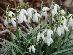 Galanthus nivalis