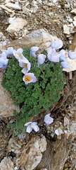 Paraquilegia microphylla