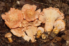 Cantharellus velutinus