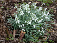 Galanthus nivalis