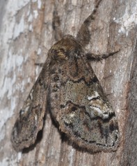 Dasychira plagiata
