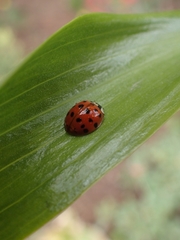 Harmonia axyridis