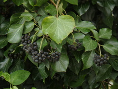 Hedera helix