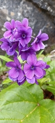 Primula macrophylla