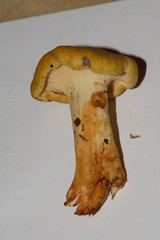 Cantharellus chicagoensis