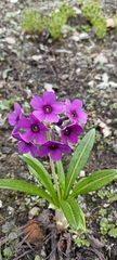 Primula macrophylla
