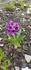 Primula macrophylla