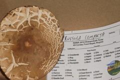Russula compacta image