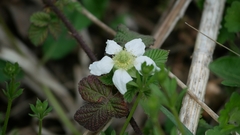 Rubus hirsutus