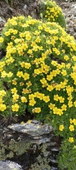 Potentilla biflora