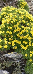 Potentilla biflora