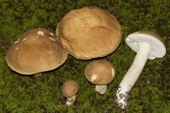 Boletus nobilis