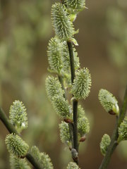 Salix caprea