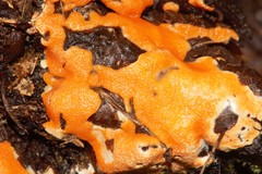 Hypocreaceae