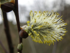 Salix caprea