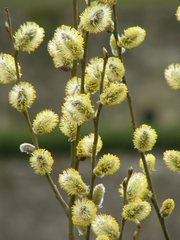 Salix caprea