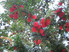 Taxus baccata