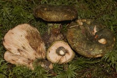 Lactarius atroviridis