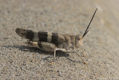 Three-banded Grasshopper photo 3