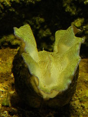 Tridacna derasa