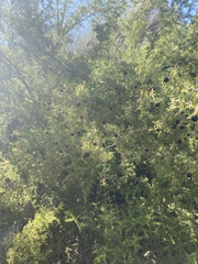 Condalia warnockii