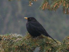 Turdus merula