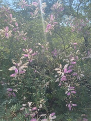 Mimosa dysocarpa