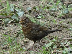 Turdus merula