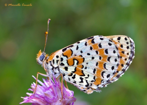 Spotted Fritillary