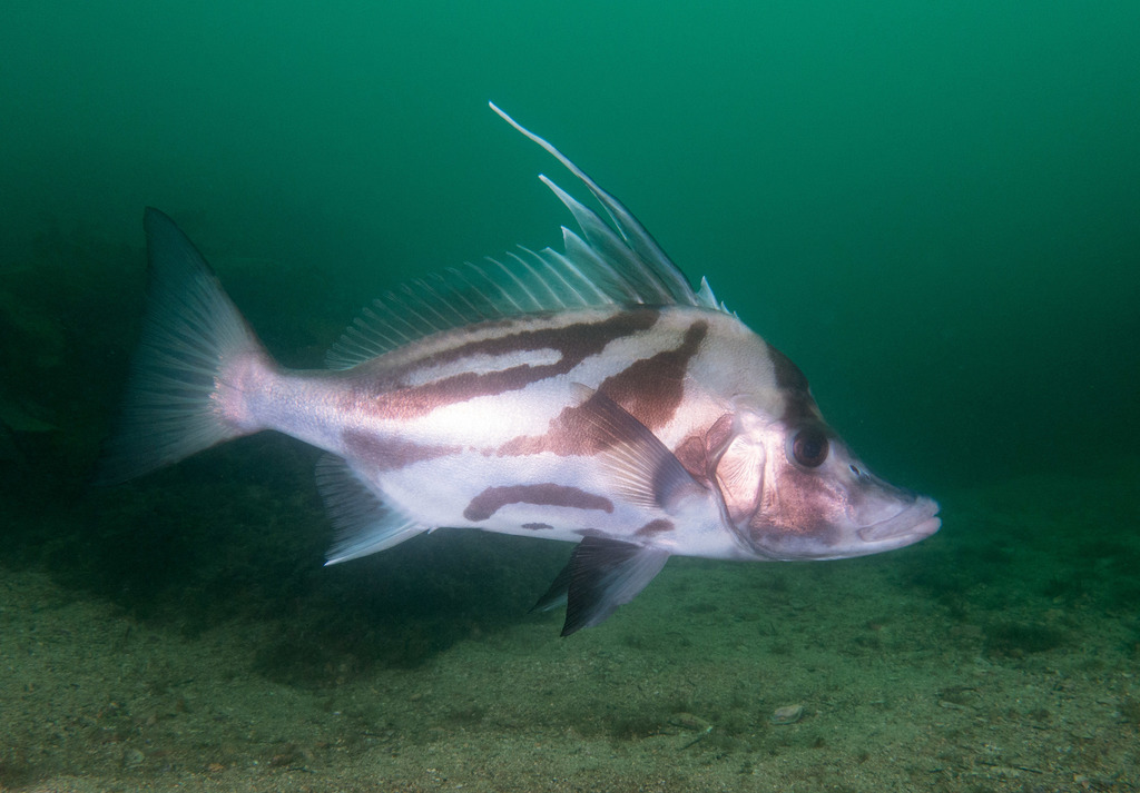 Boarfish (Paristiopterus labiosus) — Pentacerotidae