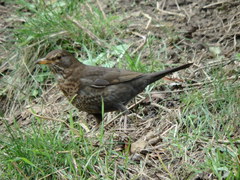 Turdus merula