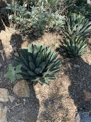 Agave nickelsiae