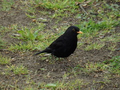 Turdus merula