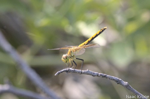 Band-winged Meadowhawk photographed in Montana