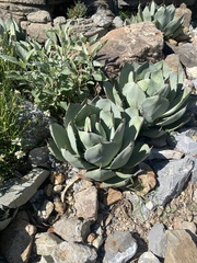 Agave parryi truncata