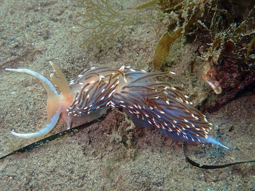 Facelina vicina (Bergh, 1882)